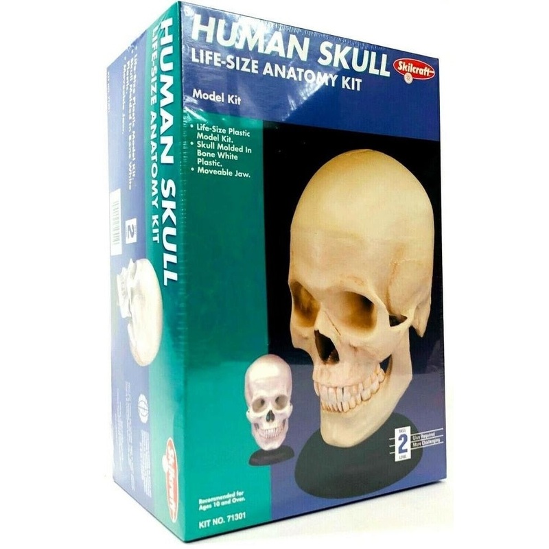 SKILCRAFT 71301 Human Skull Life-Size Anatomy Kit 1:1